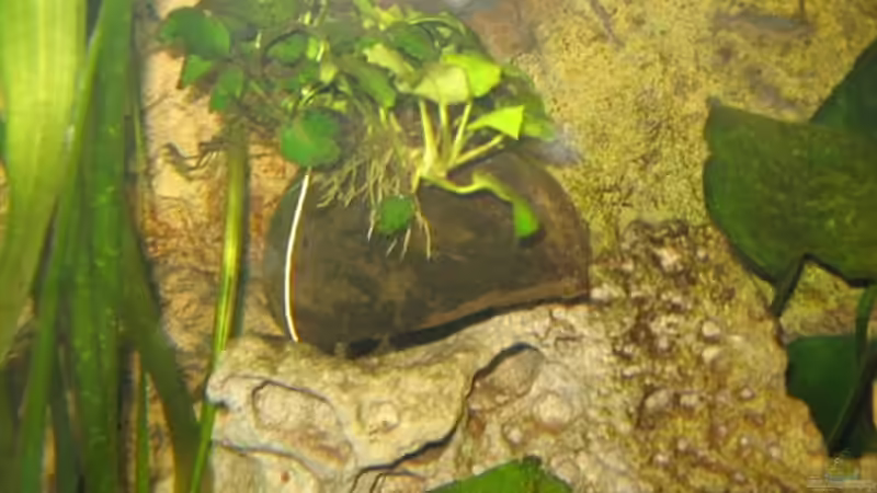 Pflanzen im Aquarium Becken 4795 von Gabriel Lechner (9)