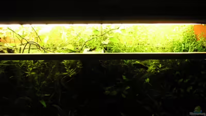 Pflanzen im Aquarium Becken 4819 von Nico Nowotny (7)