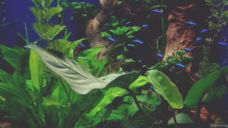 Pflanzen im Aquarium Becken 4836 von Sebastian Büttner (3)