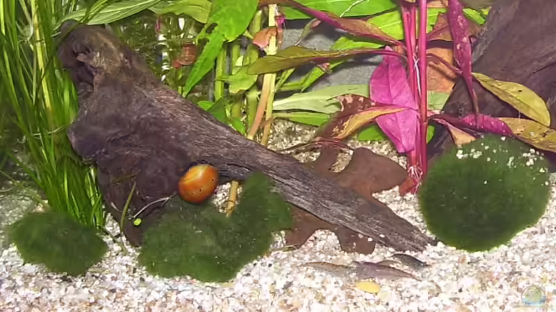 Pflanzen im Aquarium Becken 4841 von Renate Schmitz (2)