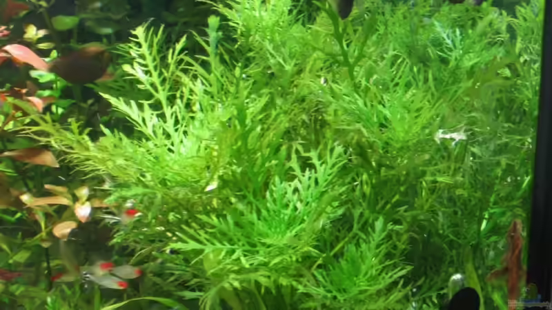 Pflanzen im Aquarium Becken 4891 von Inge Zuber (4)