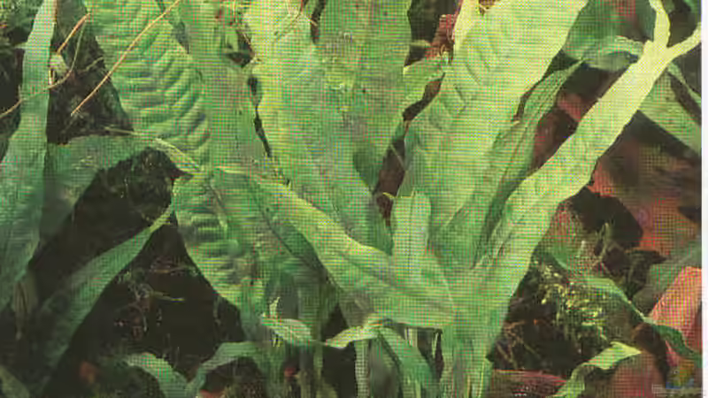 Pflanzen im Aquarium Becken 490 von Martin Botjan (9)