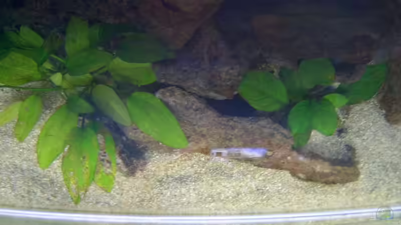 Pflanzen im Aquarium Becken 492 von Christian Poser (6)