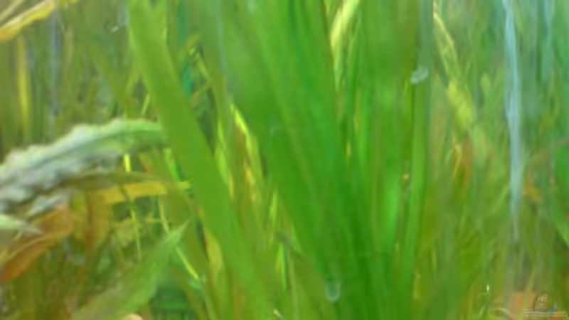 Pflanzen im Aquarium Becken 4932 von Matthias Ulrich (3)