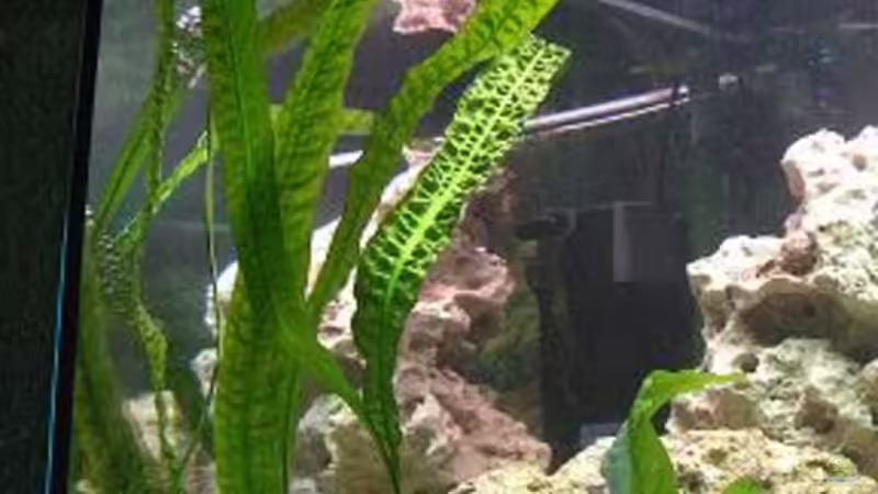 Pflanzen im Aquarium Becken 4948 von Stefan Großmann (4)