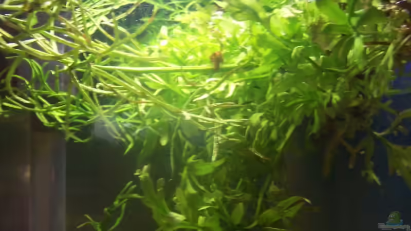 Pflanzen im Aquarium Becken 4980 von jgfjjzjt (2)