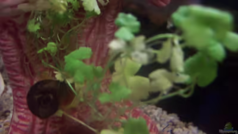 Pflanzen im Aquarium Becken 4980 von jgfjjzjt (3)