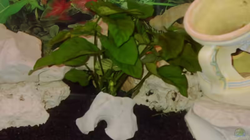 Pflanzen im Aquarium Becken 4983 von Michael Wentzel (3)