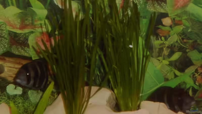 Pflanzen im Aquarium Becken 4983 von Michael Wentzel (4)