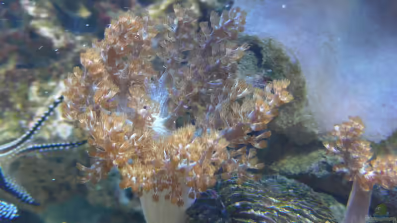 Pflanzen im Aquarium Becken 4987 von Marcel Fischer (10)