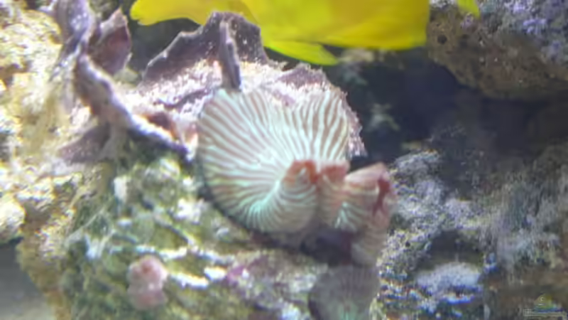 Pflanzen im Aquarium Becken 4987 von Marcel Fischer (11)