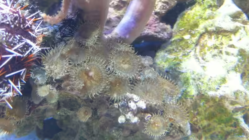 Pflanzen im Aquarium Becken 4987 von Marcel Fischer (12)