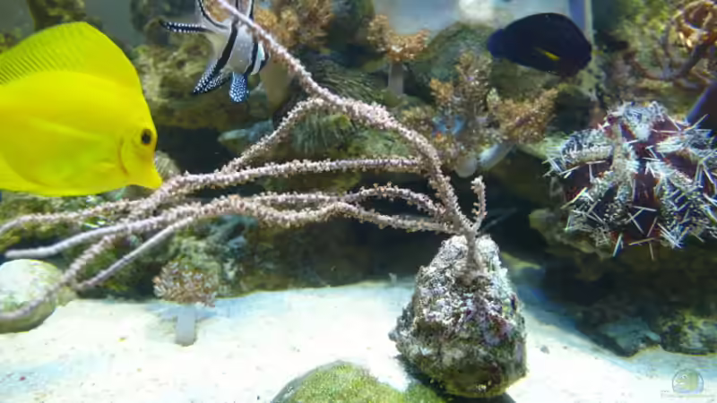 Pflanzen im Aquarium Becken 4987 von Marcel Fischer (14)