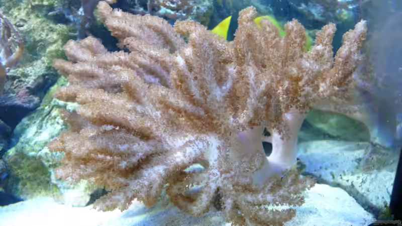 Pflanzen im Aquarium Becken 4987 von Marcel Fischer (15)