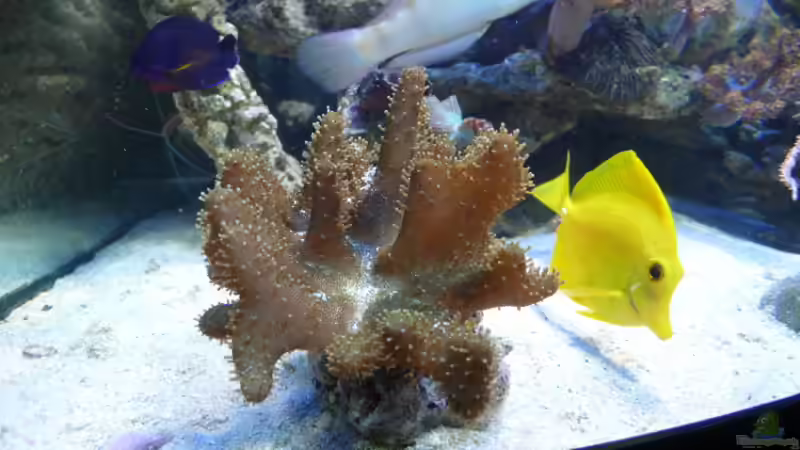 Pflanzen im Aquarium Becken 4987 von Marcel Fischer (16)