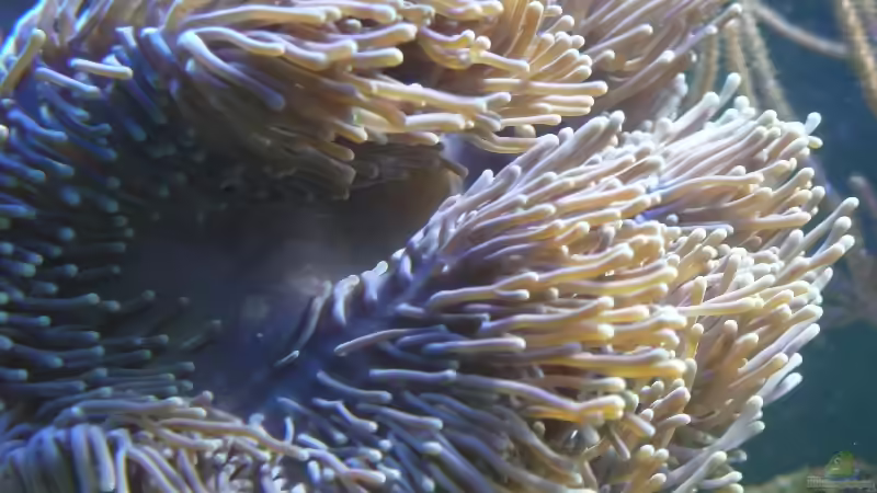 Pflanzen im Aquarium Becken 4987 von Marcel Fischer (17)