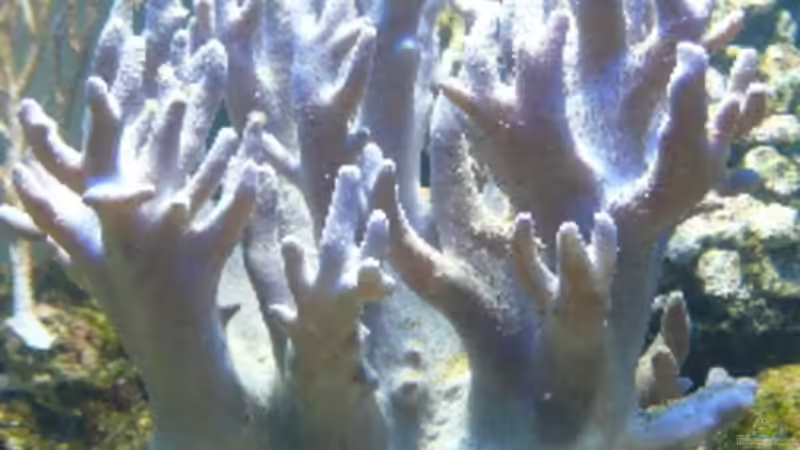 Pflanzen im Aquarium Becken 4987 von Marcel Fischer (18)