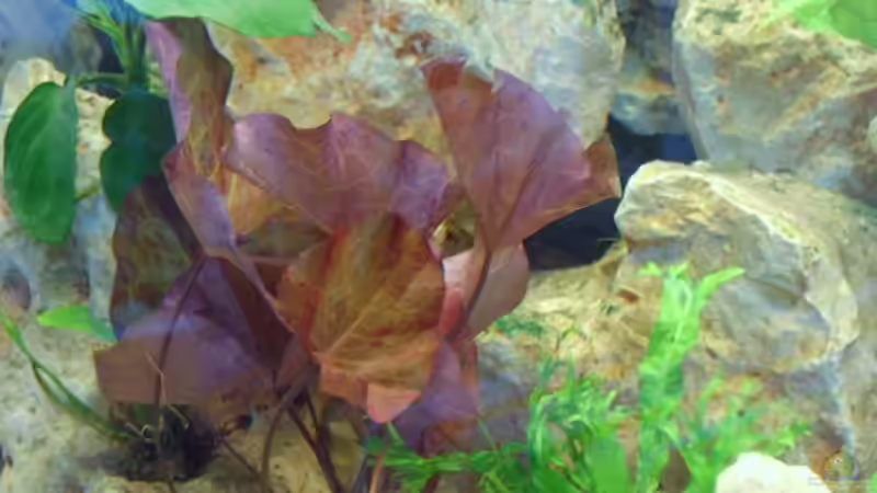 Pflanzen im Aquarium Becken 4991 von Kerstin Gade (2)