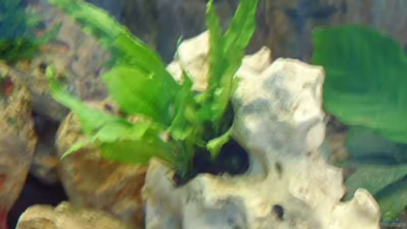 Pflanzen im Aquarium Becken 4991 von Kerstin Gade (3)