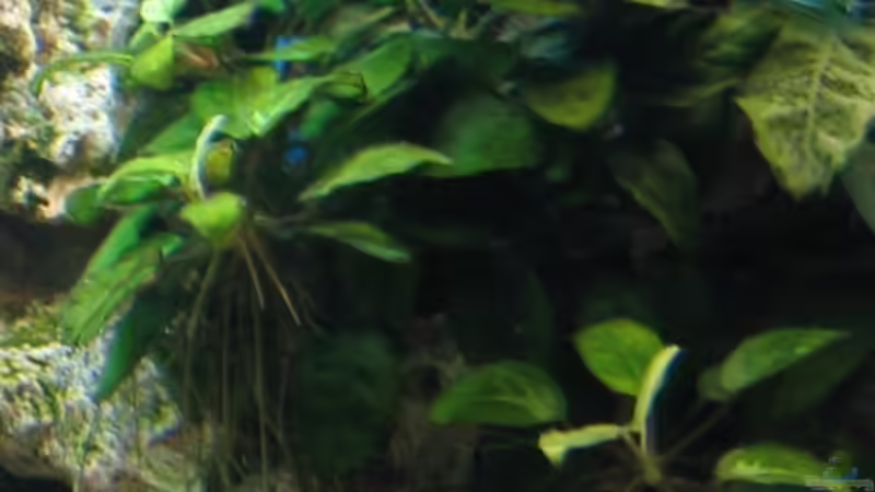 Pflanzen im Aquarium Becken 4996 von Erik Colditz (7)