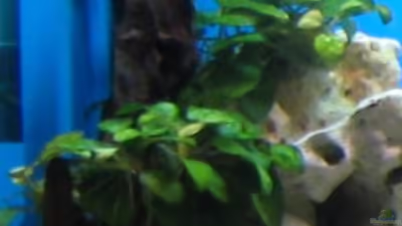Pflanzen im Aquarium Becken 4996 von Erik Colditz (8)