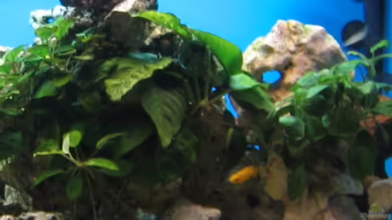 Pflanzen im Aquarium Becken 4996 von Erik Colditz (9)