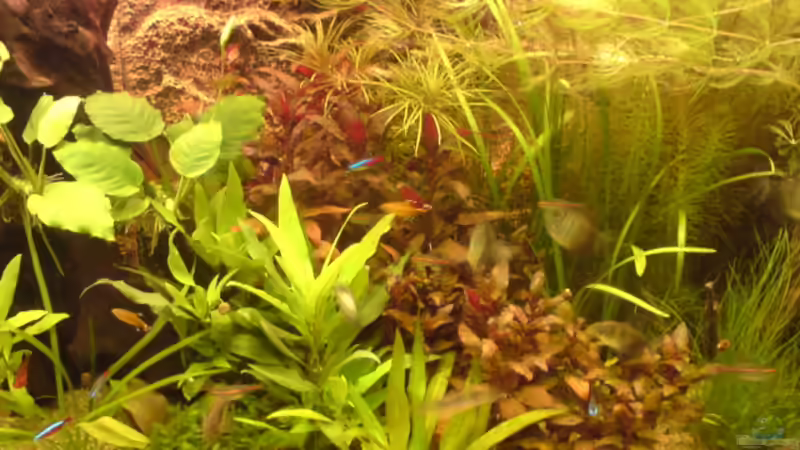 Pflanzen im Aquarium Becken 4999 von stevo27 (10)
