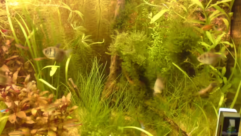 Pflanzen im Aquarium Becken 4999 von stevo27 (11)