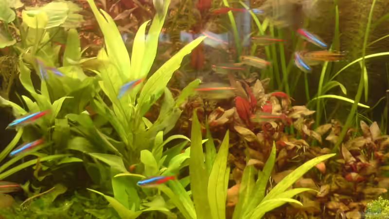 Pflanzen im Aquarium Becken 4999 von stevo27 (4)