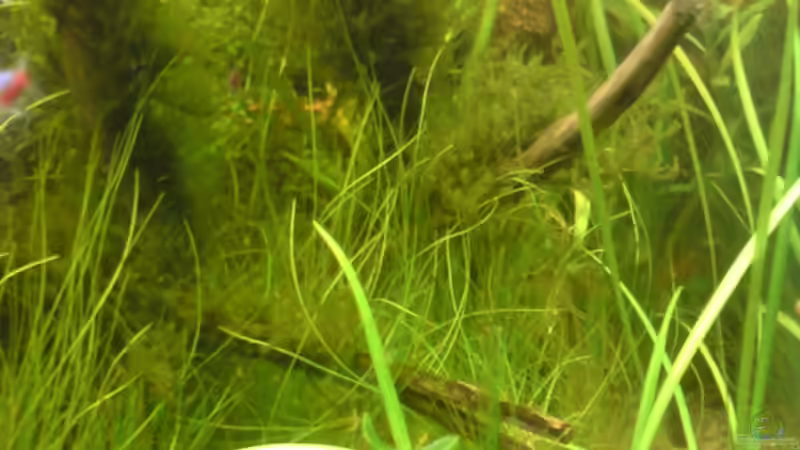 Pflanzen im Aquarium Becken 4999 von stevo27 (5)