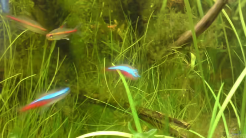 Pflanzen im Aquarium Becken 4999 von stevo27 (6)