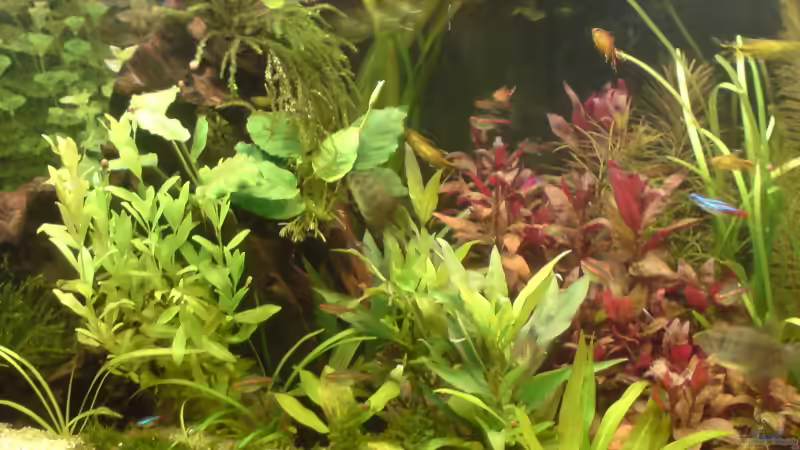 Pflanzen im Aquarium Becken 4999 von stevo27 (8)