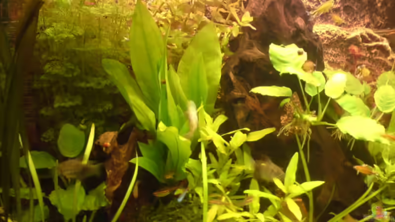 Pflanzen im Aquarium Becken 4999 von stevo27 (9)