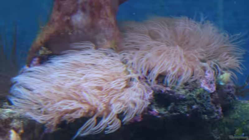 Pflanzen im Aquarium Becken 5003 von Jochen Heinrichs (11)