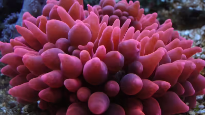 Pflanzen im Aquarium Becken 5003 von Jochen Heinrichs (12)