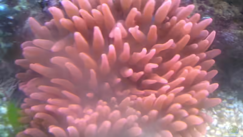 Pflanzen im Aquarium Becken 5003 von Jochen Heinrichs (13)