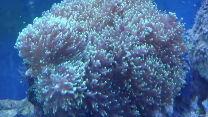 Pflanzen im Aquarium Becken 5003 von Jochen Heinrichs (14)