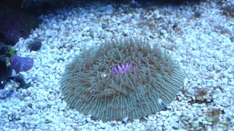 Pflanzen im Aquarium Becken 5003 von Jochen Heinrichs (15)