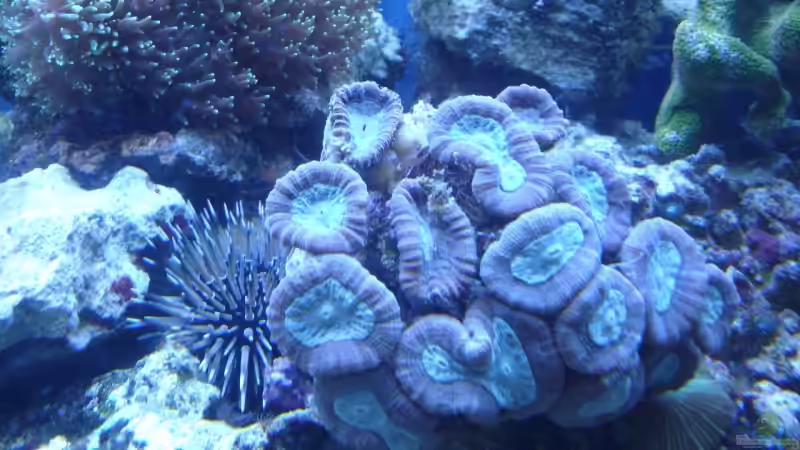Pflanzen im Aquarium Becken 5003 von Jochen Heinrichs (16)