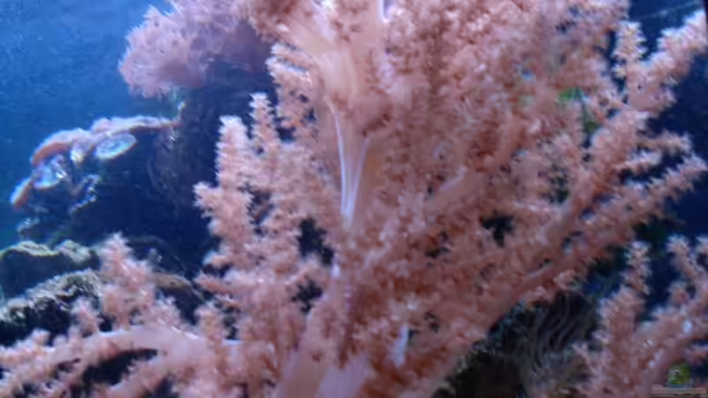 Pflanzen im Aquarium Becken 5003 von Jochen Heinrichs (6)