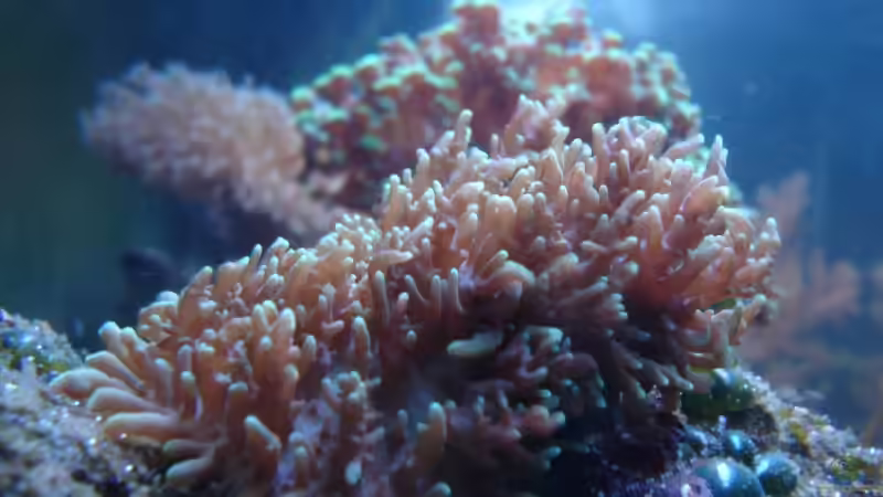 Pflanzen im Aquarium Becken 5003 von Jochen Heinrichs (8)