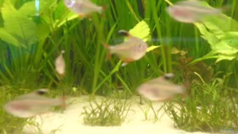 Pflanzen im Aquarium Becken 5040 von Daniel Kroppenberg (3)