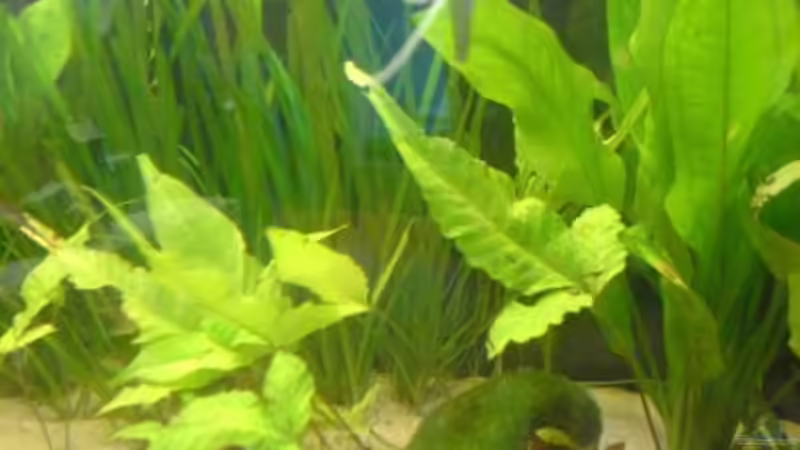 Pflanzen im Aquarium Becken 5040 von Daniel Kroppenberg (4)