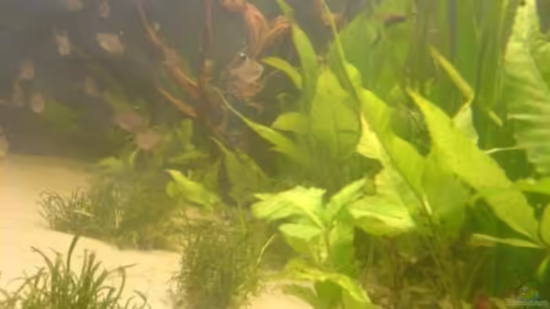 Pflanzen im Aquarium Becken 5040 von Daniel Kroppenberg (5)