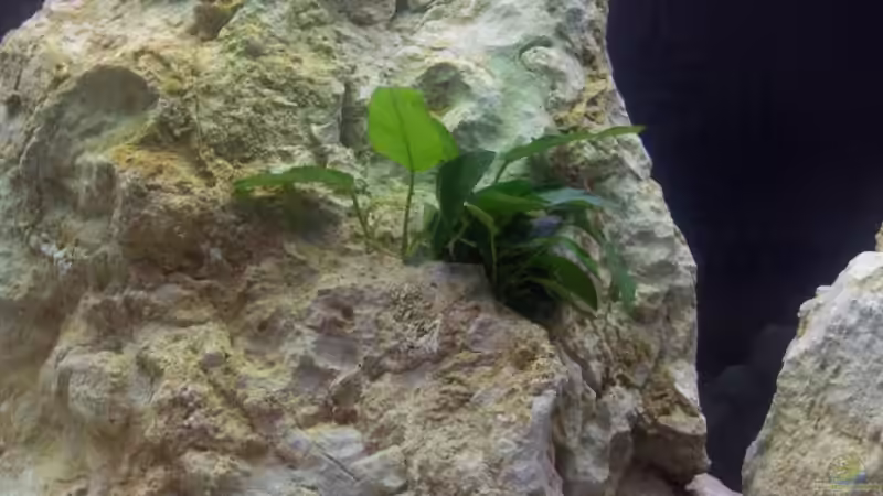 Pflanzen im Aquarium Becken 5049 von Kevin Passing (8)