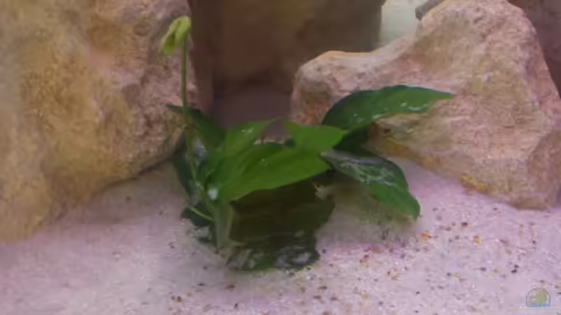 Pflanzen im Aquarium Becken 5049 von KevP79 (7)