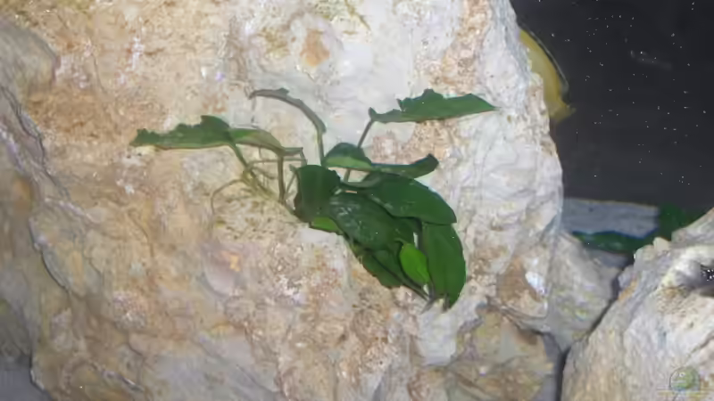 Pflanzen im Aquarium Becken 5049 von KevP79 (9)
