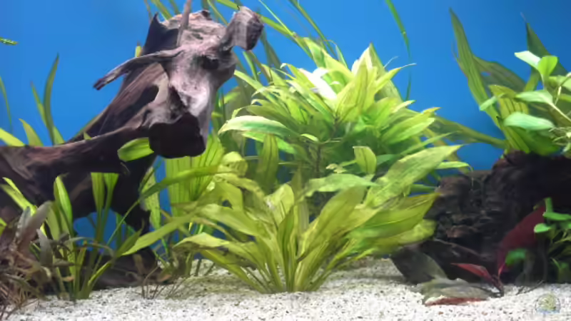 Pflanzen im Aquarium Becken 5052 von Artur Wegert (4)
