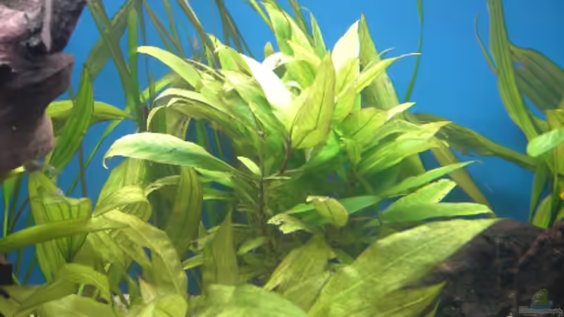 Pflanzen im Aquarium Becken 5052 von Artur Wegert (6)