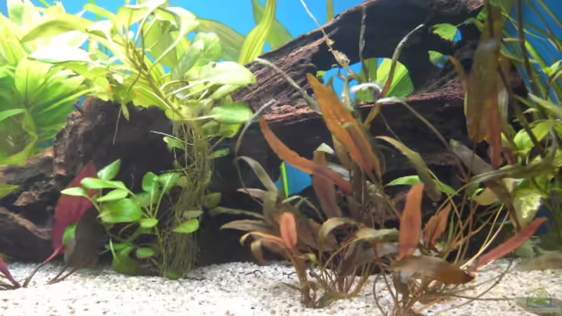 Pflanzen im Aquarium Becken 5052 von Artur Wegert (8)